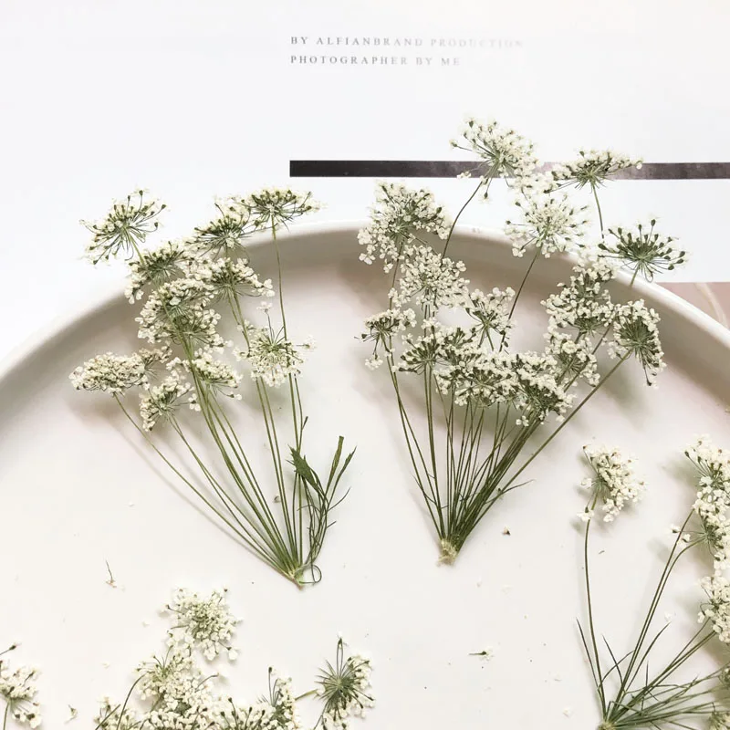 Dried Flower Bouquet - 5-7 cm/12 pezzi, piccoli fiori di
