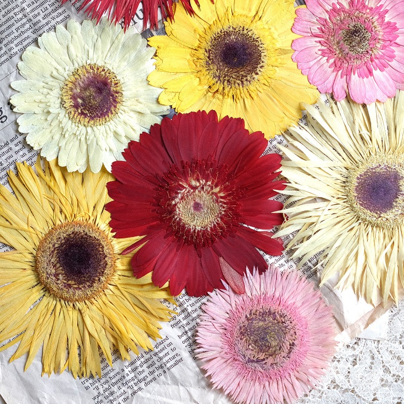 Dried Flower Bouquet - 1 pz/7-9 cm, Gerbera pressata fiori