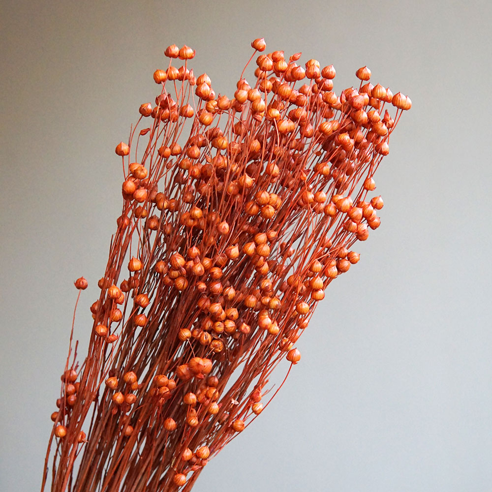 35g/Ormosia Hosiei conservato  - Dried Flower Bouquet recensione e prezzo