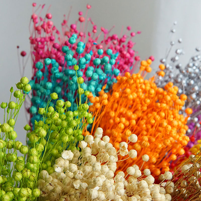 35g/Ormosia Hosiei conservato  - Dried Flower Bouquet recensione e prezzo