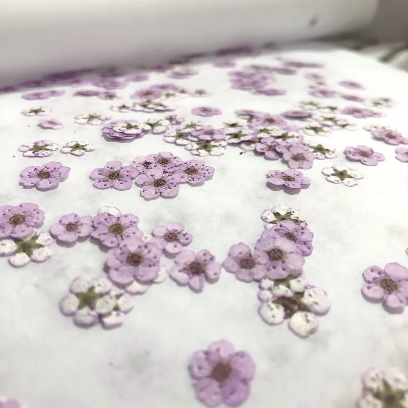 Fiori Secchi Pressati di Narci - Dried Flower Bouquet recensione e prezzo