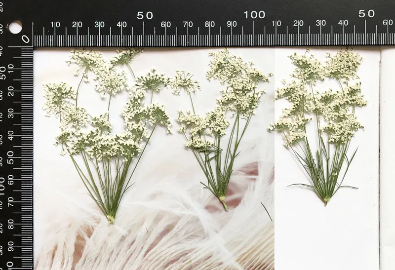 5-7 cm/12 pezzi, piccoli fiori - Dried Flower Bouquet recensione e prezzo