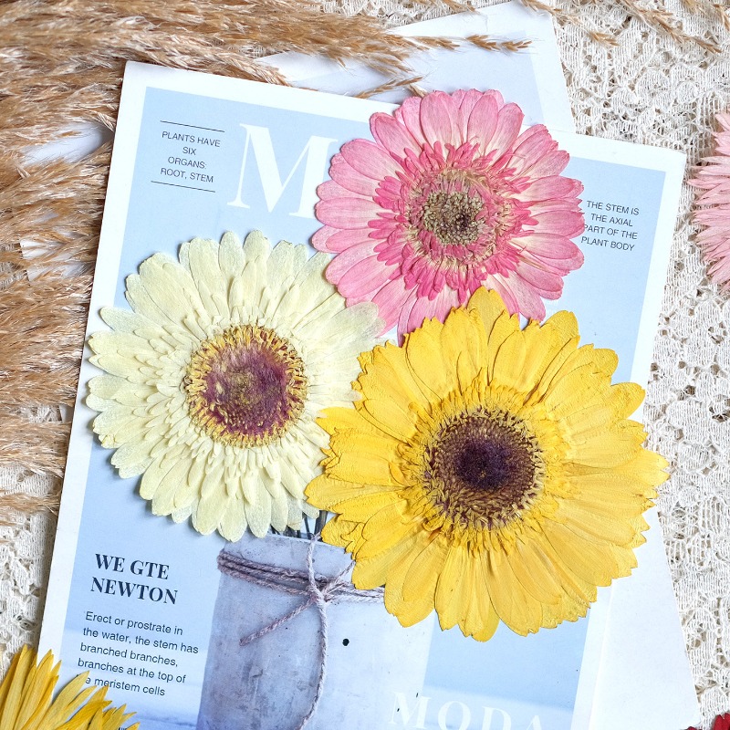 1 pz/7-9 cm, Gerbera pressata  - Dried Flower Bouquet recensione e prezzo