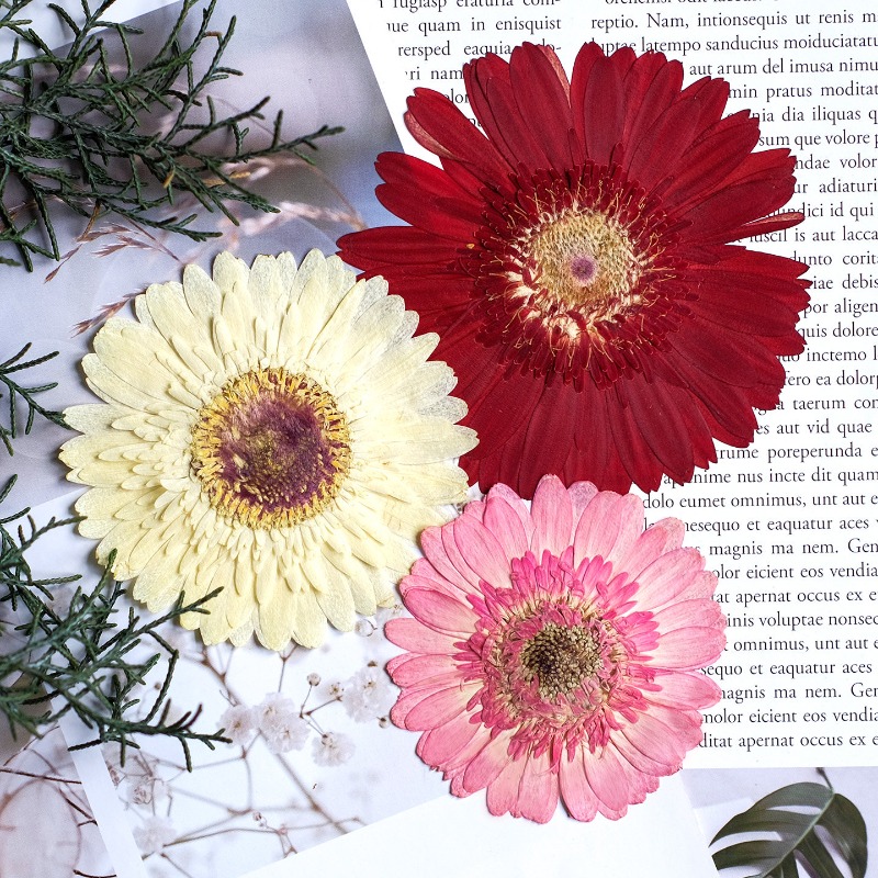 1 pz/7-9 cm, Gerbera pressata  - Dried Flower Bouquet recensione e prezzo