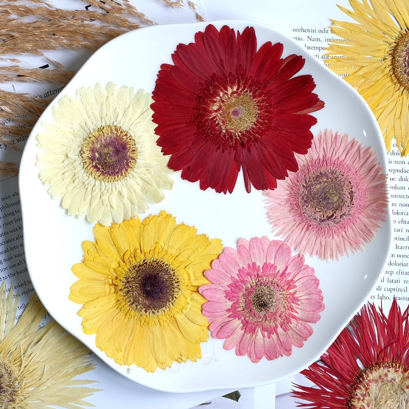 1 pz/7-9 cm, Gerbera pressata  - Dried Flower Bouquet recensione e prezzo