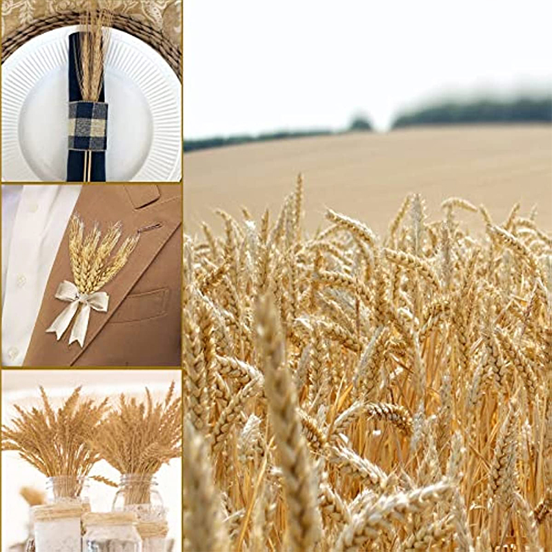 50/100/200 pz gambi di grano e - Dried Flower Bouquet recensione e prezzo