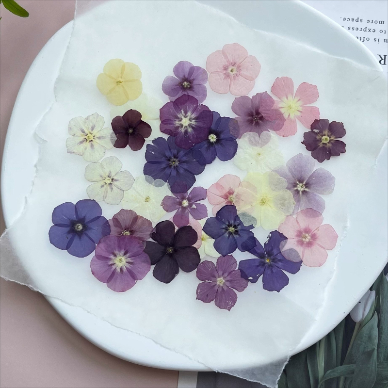 12 pezzi, fiori secchi pressat - Dried Flower Bouquet recensione e prezzo