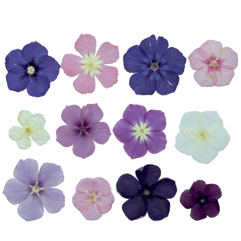 12 pezzi, fiori secchi pressat - Dried Flower Bouquet recensione e prezzo
